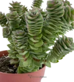 Collana di perle - (Crassula Perforata) — vista dettaglio