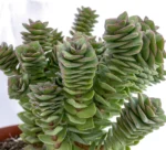 Collana di perle - (Crassula Perforata) — vista laterale