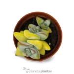 Crassula Rupestris — foto principale