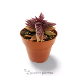 Crassula Capitella — foto principale
