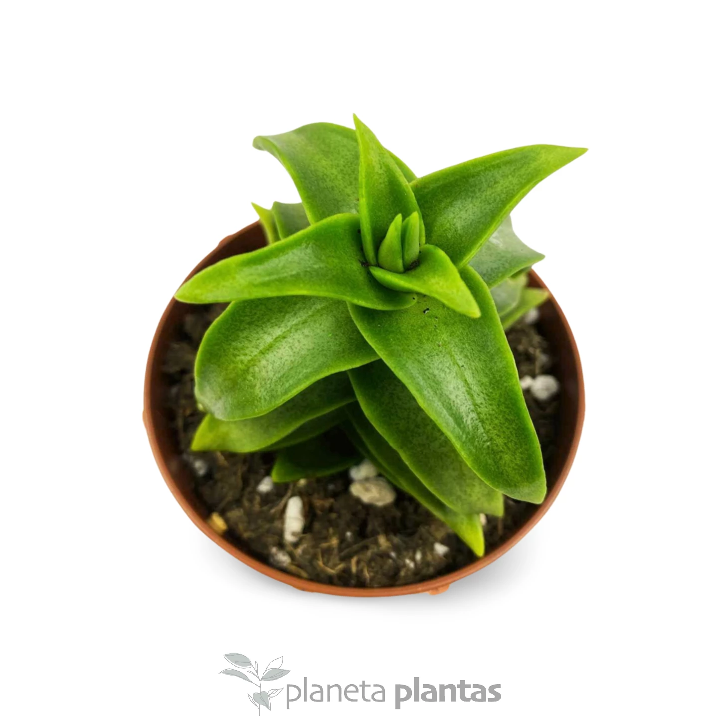 Crassula_perforata_big Crassula Perforata "Grande" -