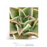 Echeveria Madiba — vista laterale