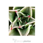 Echeveria Madiba — foto principale