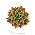 Echeveria Madiba