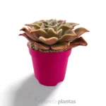 Echeveria Madiba — vista dettaglio
