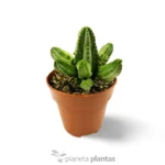 Euforbia Tubiglans