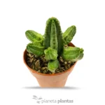 Euforbia Tubiglans — vista dettaglio