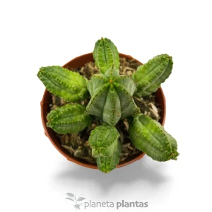 Euforbia Tubiglans — foto principale