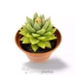 Echeveria Agaveide — foto principale