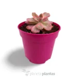 Ali d'angelo Echeveria — vista dettaglio
