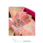 Ali d'angelo Echeveria