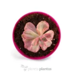 Ali d'angelo Echeveria — foto principale