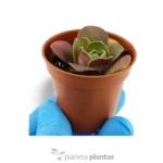 Echeveria rosa polverosa — vista dettaglio