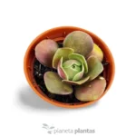 Echeveria rosa polverosa — foto principale