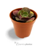 Echeveria rosa polverosa