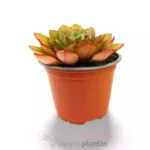 Echeveria rosa ghiaccio — foto principale