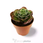 Echeveria Mandala