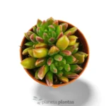 Echeveria Mebina — vista dettaglio