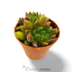 Echeveria Mebina — foto principale