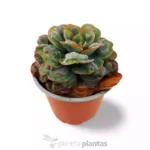 Echeveria gocce di pioggia — vista laterale