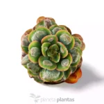 Echeveria gocce di pioggia