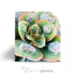 Echeveria gocce di pioggia — vista dettaglio