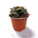 Echeveria gocce di pioggia — foto principale