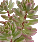 Echeveria Minibelle — foto principale