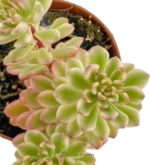 Echeveria Minibelle