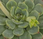Echeveria Minima — vista laterale