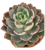 Echeveria seconda — foto principale