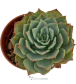 Echeveria seconda — vista dettaglio