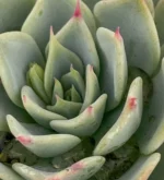 Echeveria seconda — vista laterale