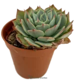 Echeveria seconda