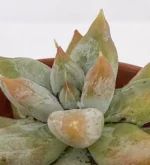 Echeveria Tolimanensis — foto principale