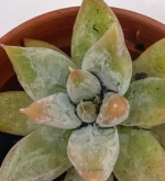 Echeveria Tolimanensis — vista dettaglio