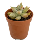 Echeveria Tolimanensis
