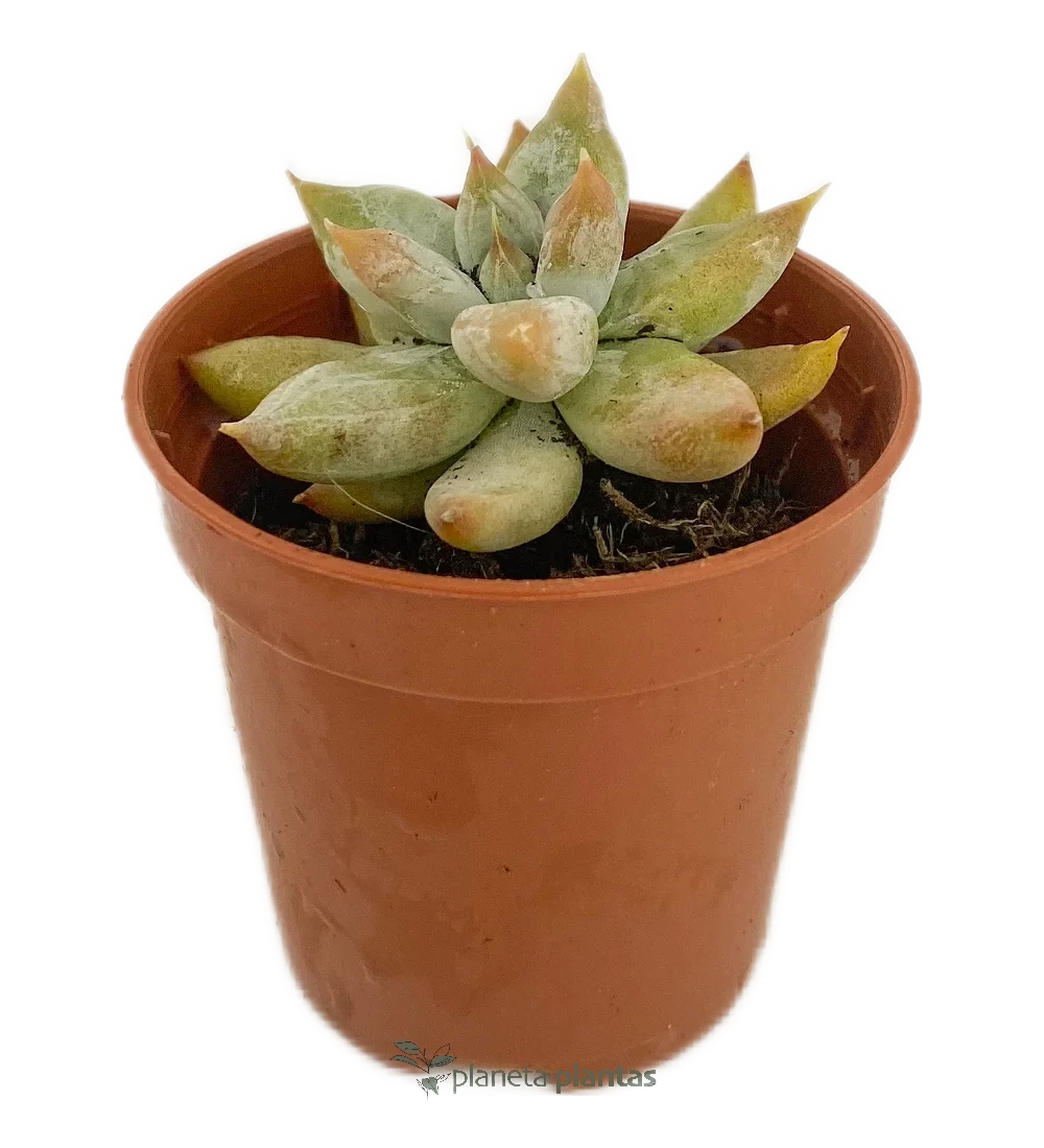 Echeveria tolimanensis Echeveria Tolimanensis