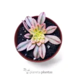 Echeveria Hanaikada Variegata — foto principale