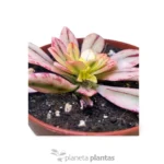 Echeveria Hanaikada Variegata — vista dettaglio