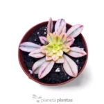 Echeveria Hanaikada Variegata — vista laterale