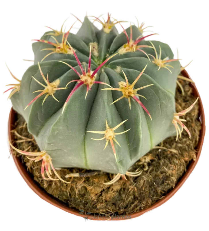 Echinocactus Texensis — foto principale