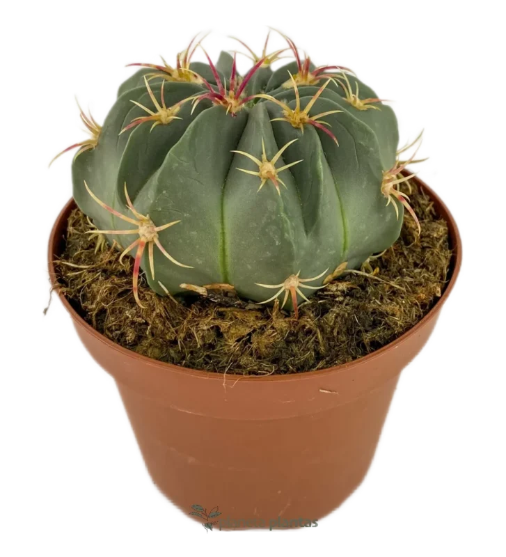 Echinocactus Texensis