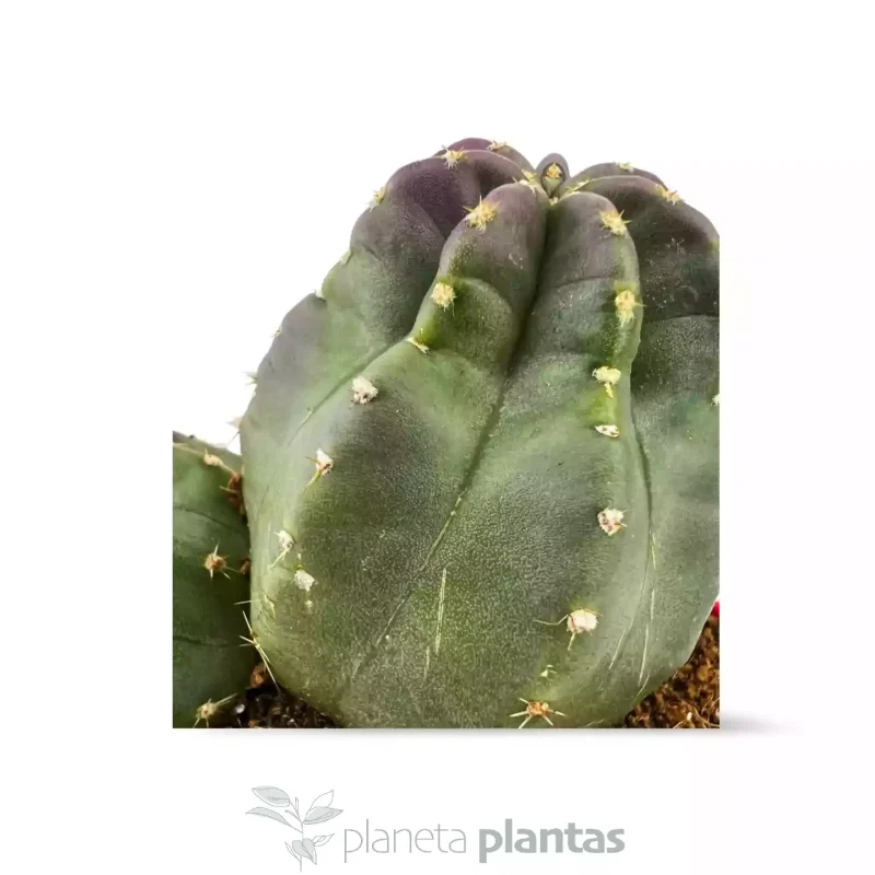 Echinocereus Coccineus DUO — foto principale