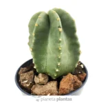 Echinocereus Coccineus — vista dettaglio