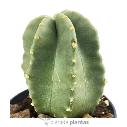 Echinocereus Coccineus — foto principale