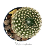 Echinocereus Reichenbachii — vista dettaglio