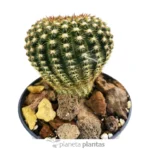 Echinocereus Reichenbachii — foto principale