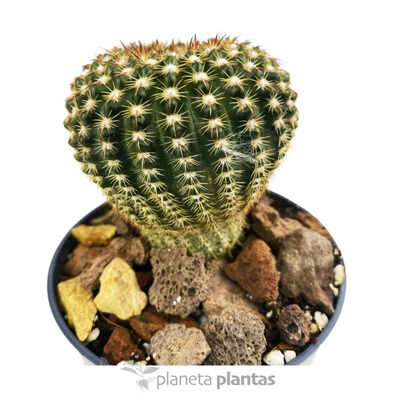 Echinocereus Reichenbachii — foto principale