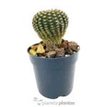 Echinocereus Reichenbachii — vista laterale
